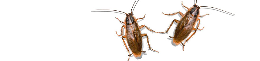 Чем опасны тараканы для человека: какие болезни они переносят?
